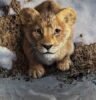mufasa-el-rey-leon-precuela